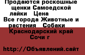 Продаются роскошные щенки Самоедской лайки › Цена ­ 40 000 - Все города Животные и растения » Собаки   . Краснодарский край,Сочи г.